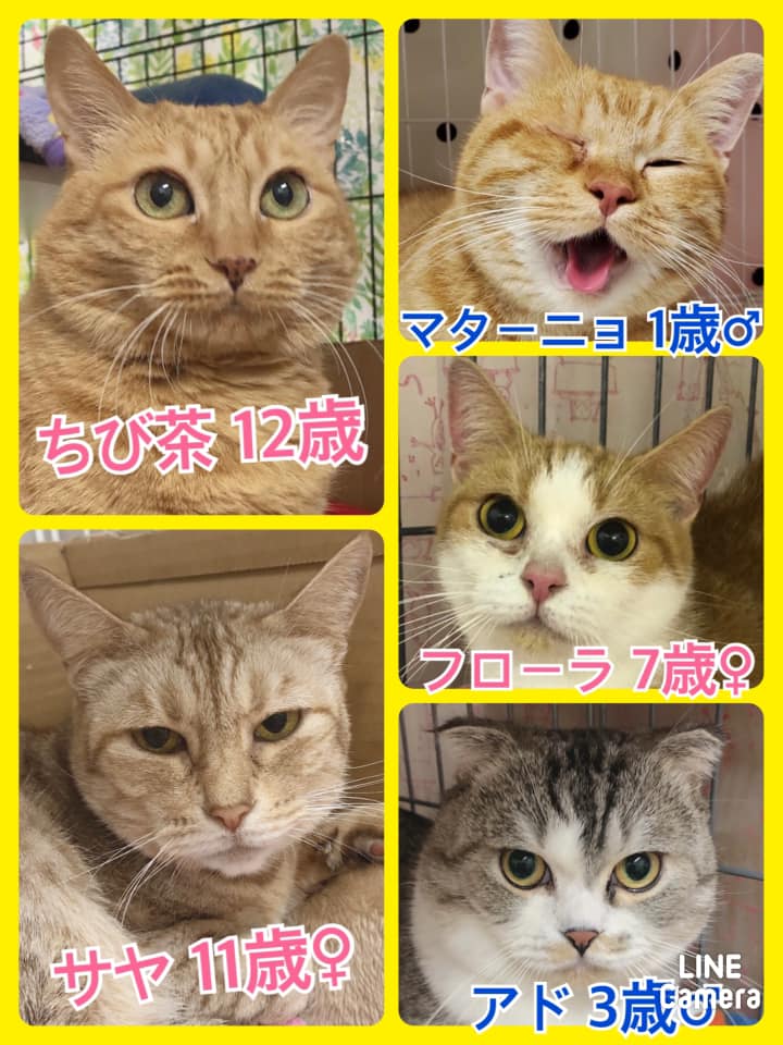 🐾今日の里親様募集中ニャンコ🐱メンバーです🐾2020,12,24